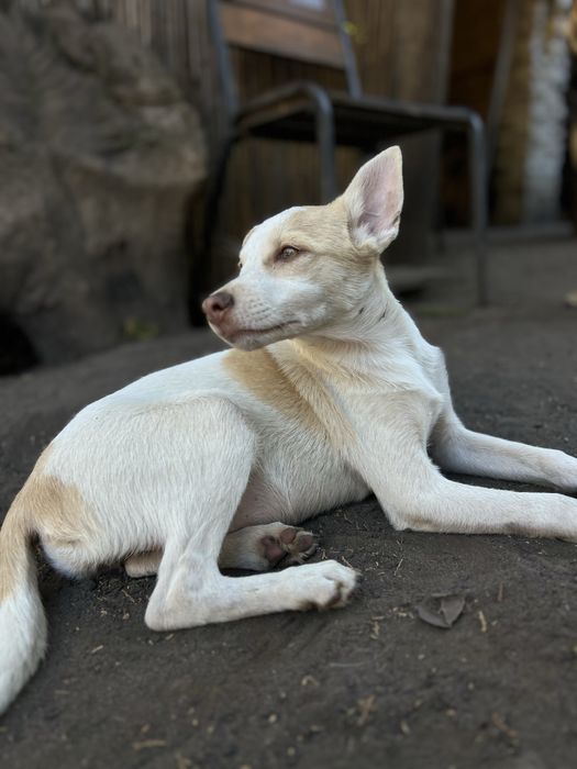 Лейла щенок девочка