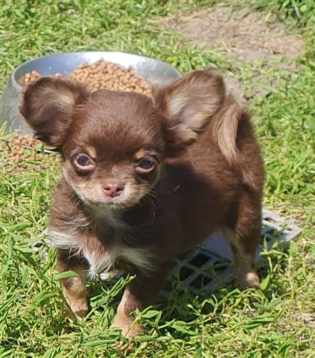 Чихуахуа шоколадно подпалые длинношерстные