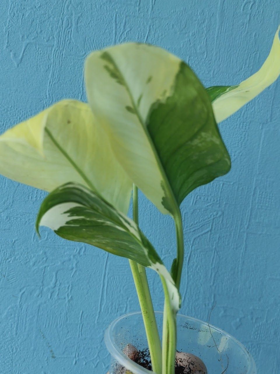 Монстера Lechleriana variegata