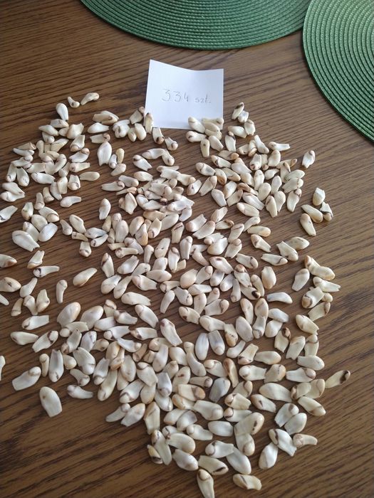 Sprzedam grandle 334szt