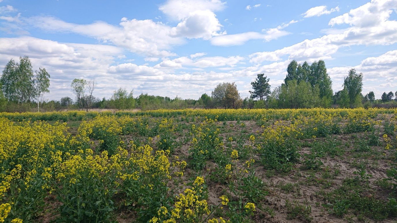 Продам 12 соток півтори години від Києва  Жит-ка обл.