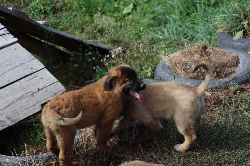 Cão Bebé de grande porte