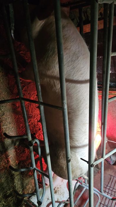 Conjunto porca com leitoes