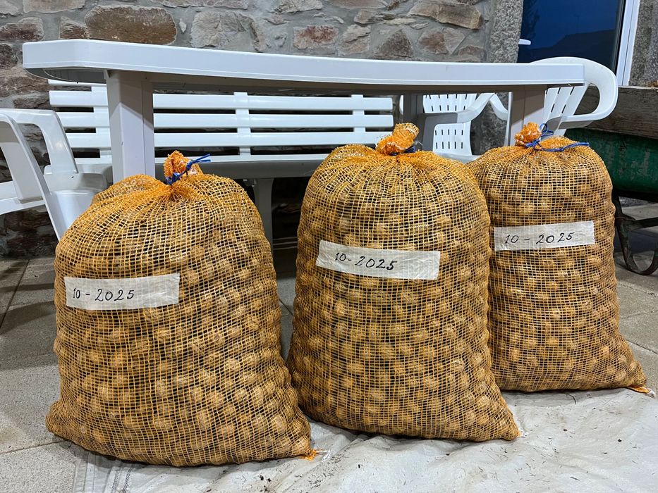 Vendo nozes variedade franqueta de 2025