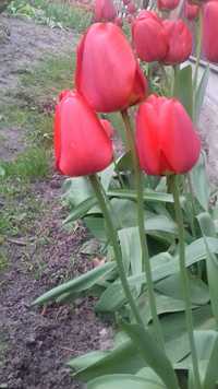 Тюльпани цибулини