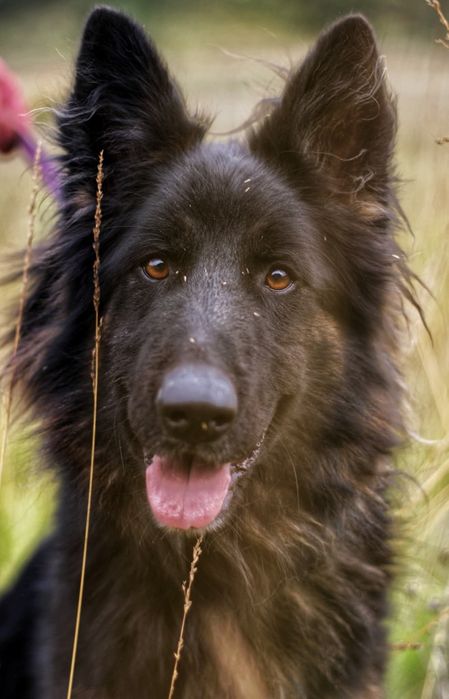 Śliczny młody pies owczarek niemiecki Dante do adopcji ze schroniska.