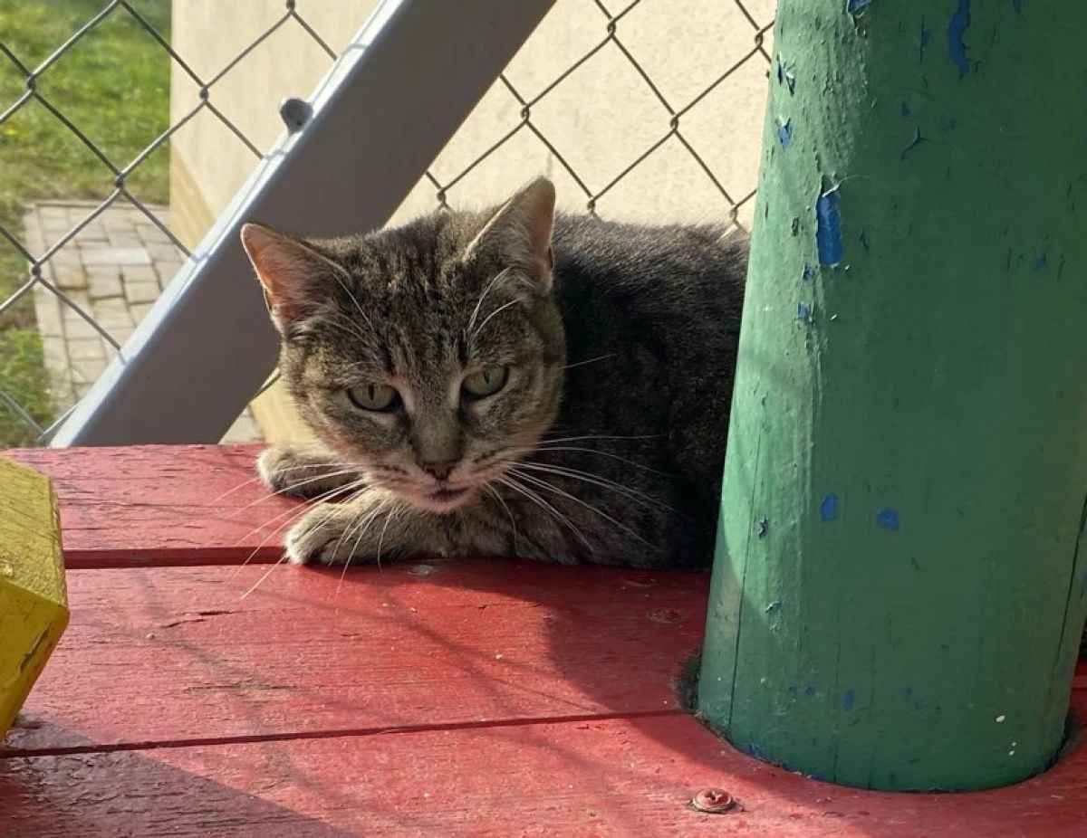 Kotka fiv+ Busia do PILNEJ adopcji!