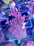 Acropora hyacinthus koralowiec akwarium morskie