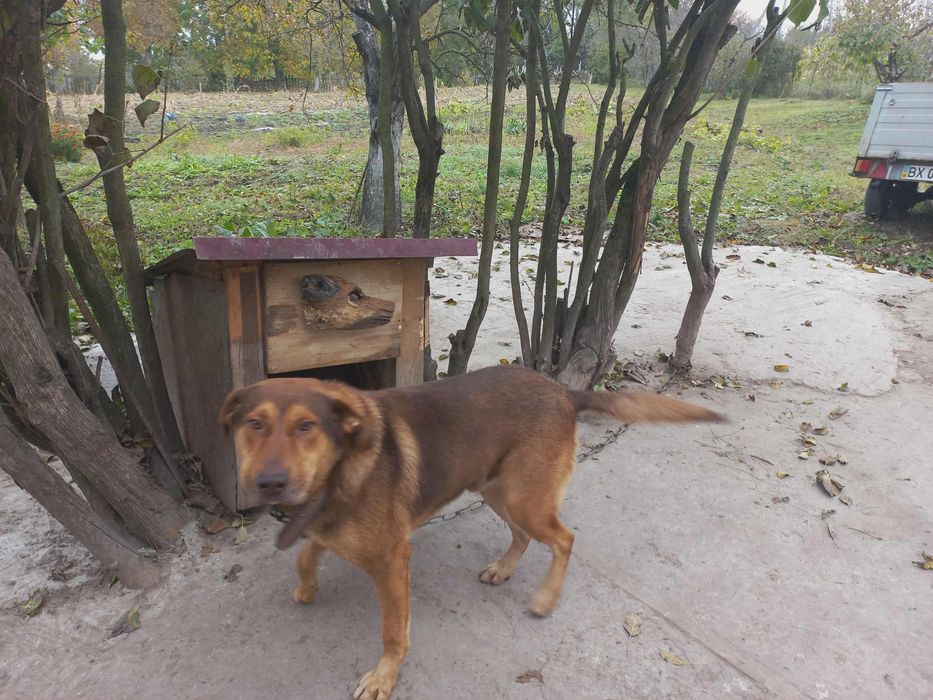 Віддам собаку в добрі руки!