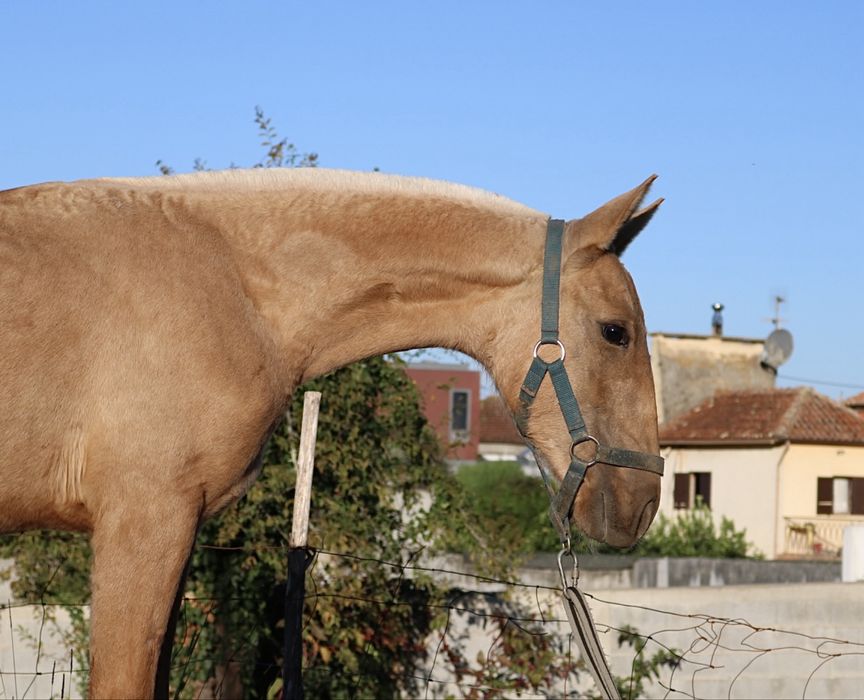 **poldra palomina lusitana 6 meses **