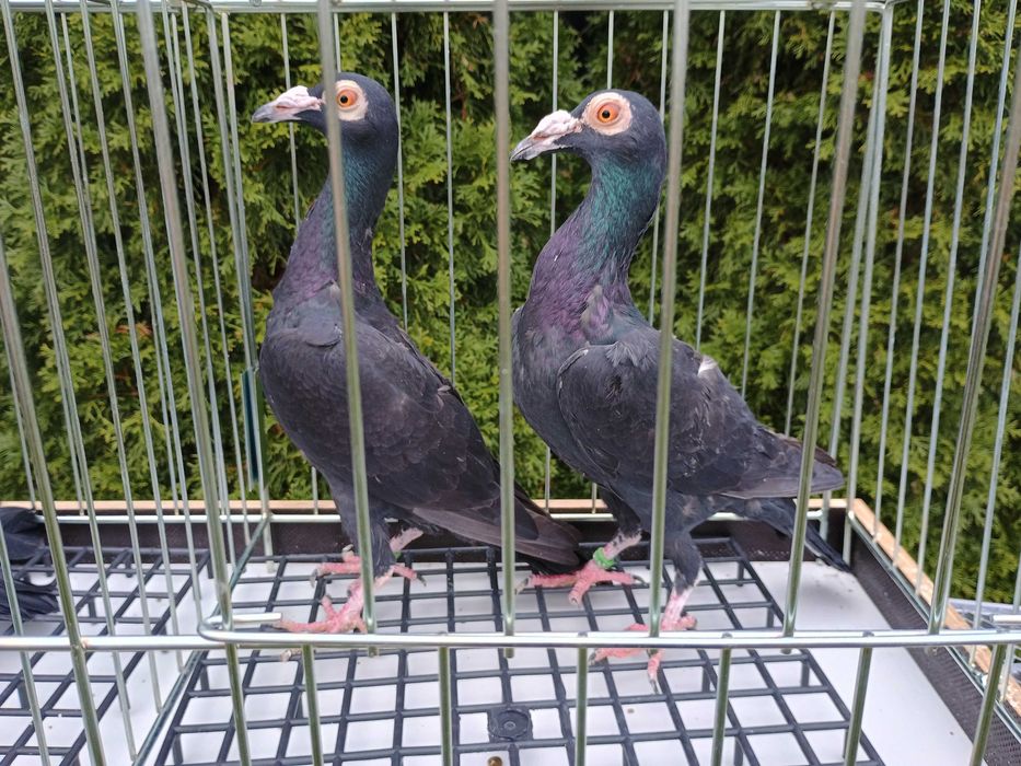 Kariery gołębie ptaki