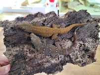 Hemidactulus prashadii gekon terrarium agama jaszczurka