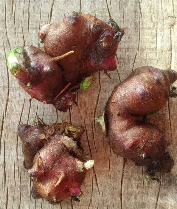 Rizomas de batata  yacon