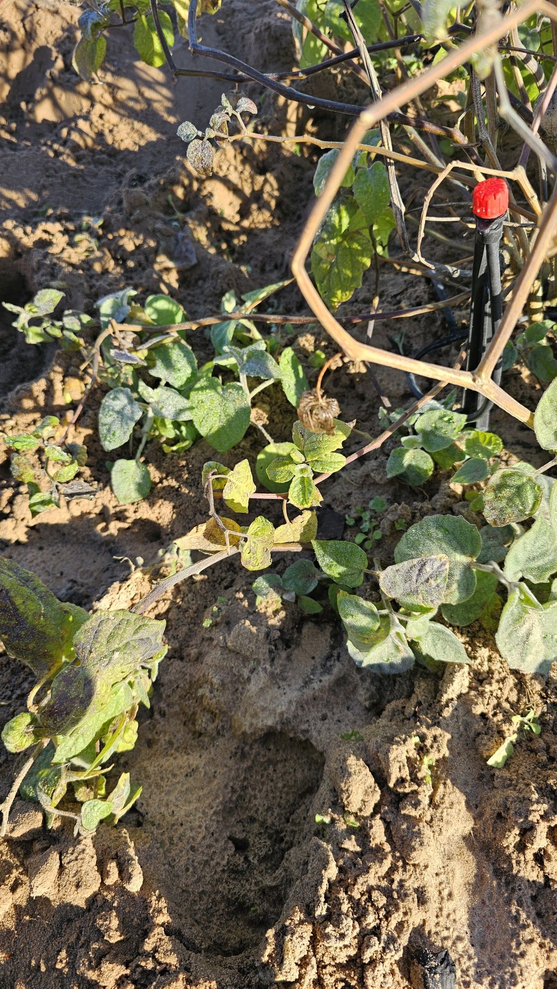 Mudas de Physalis