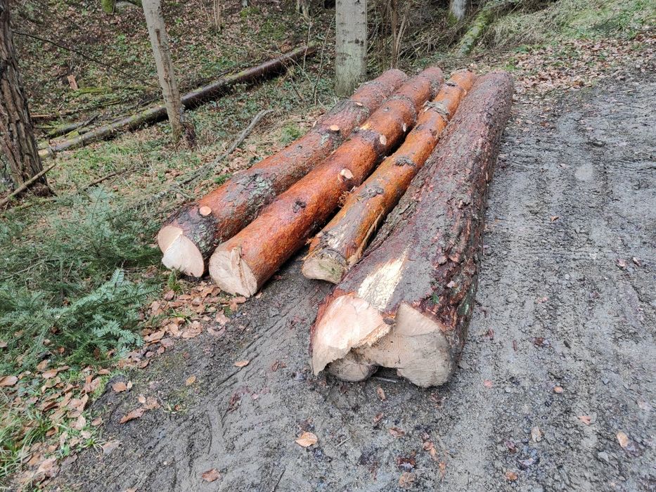 Sosna dłużyca, tartaczne w klocu, drewno  2m³ za 350zł