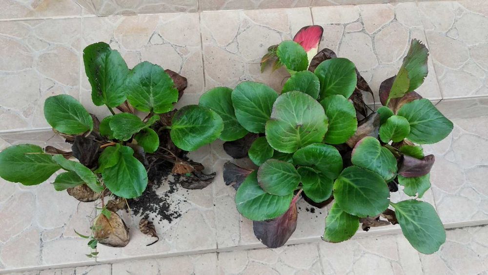 многолетники Бадан Аконит фиалка хоста гейхера матрикария колокольчики