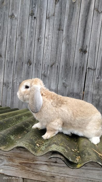 Кролики Самці Ексклюзивні