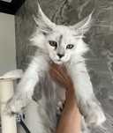 Wyjatkowa koteczka Maine Coon