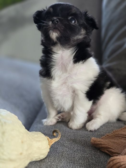 Długowłosa suczka chihuahua