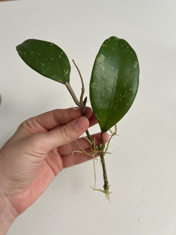 Hoja hoya North of Thailand