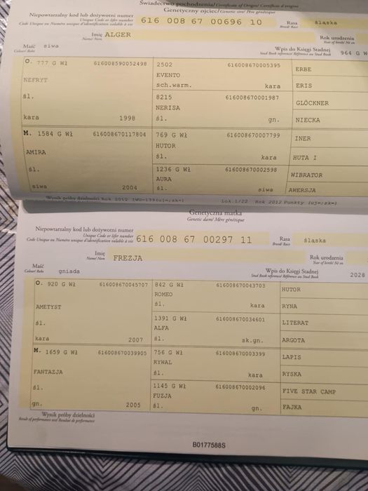 Kon Wałach Śląski