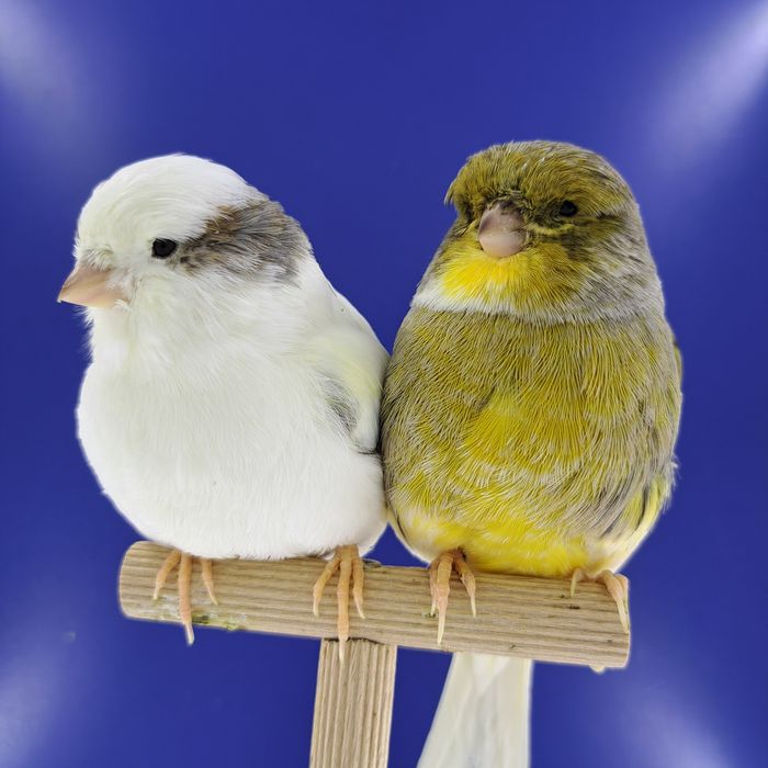 Kanarek, samczyki - sprzedam, Wrocław