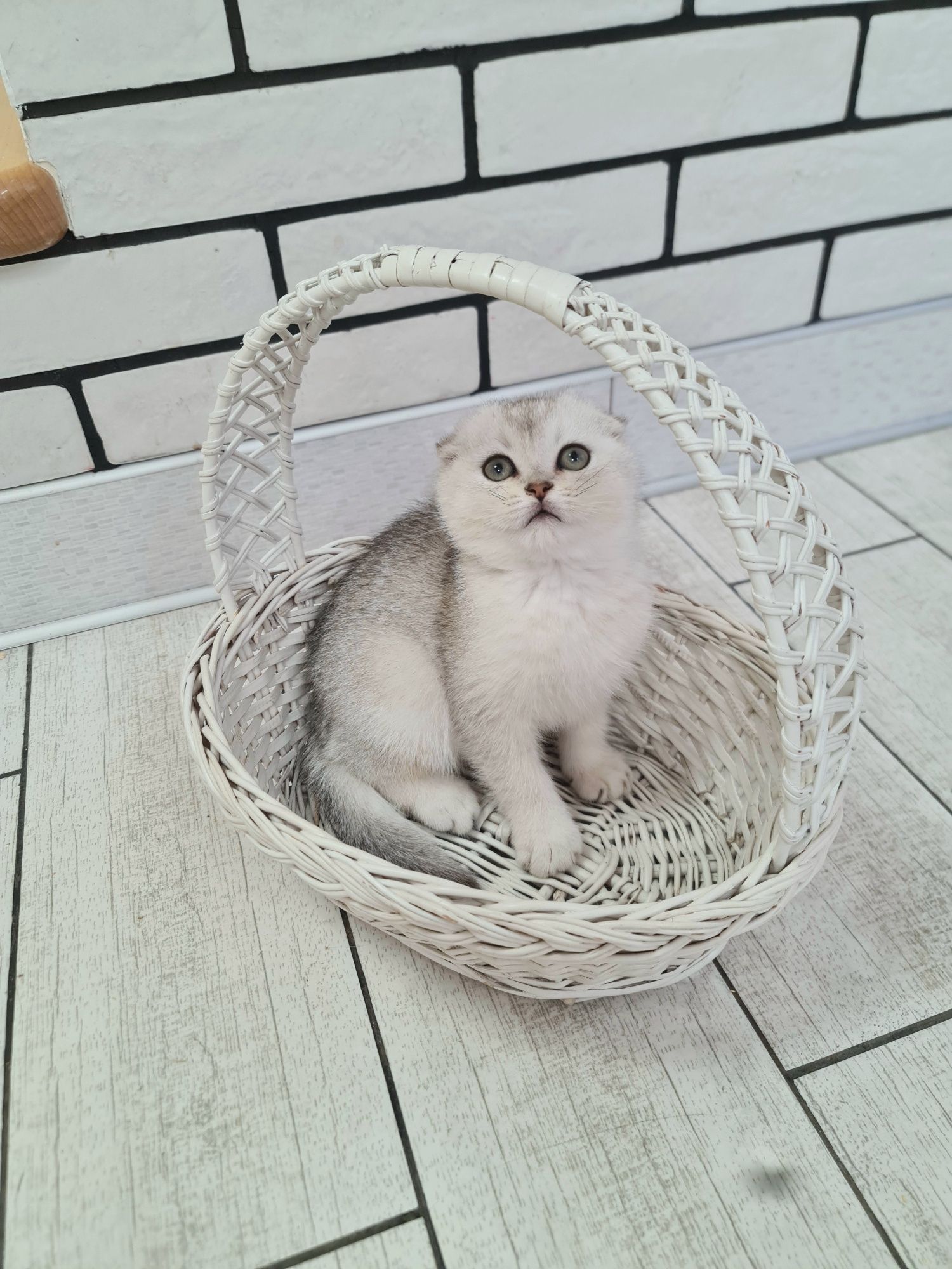 Шотландська срібна шиншила