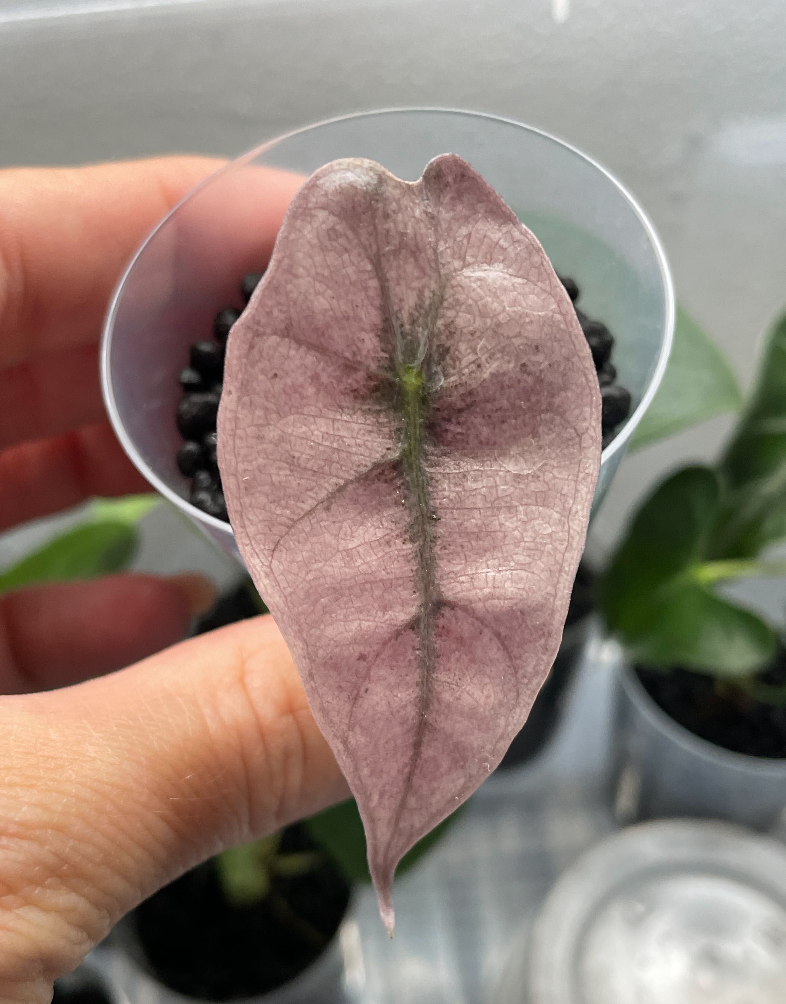 Bulwa Alokazja Polly Variegata i Bambino Aurea