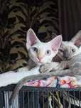 Devon Rex kot kremowy rudy
