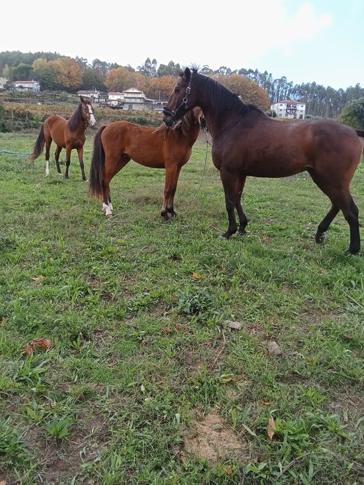 Poldras cruzadas lusitana