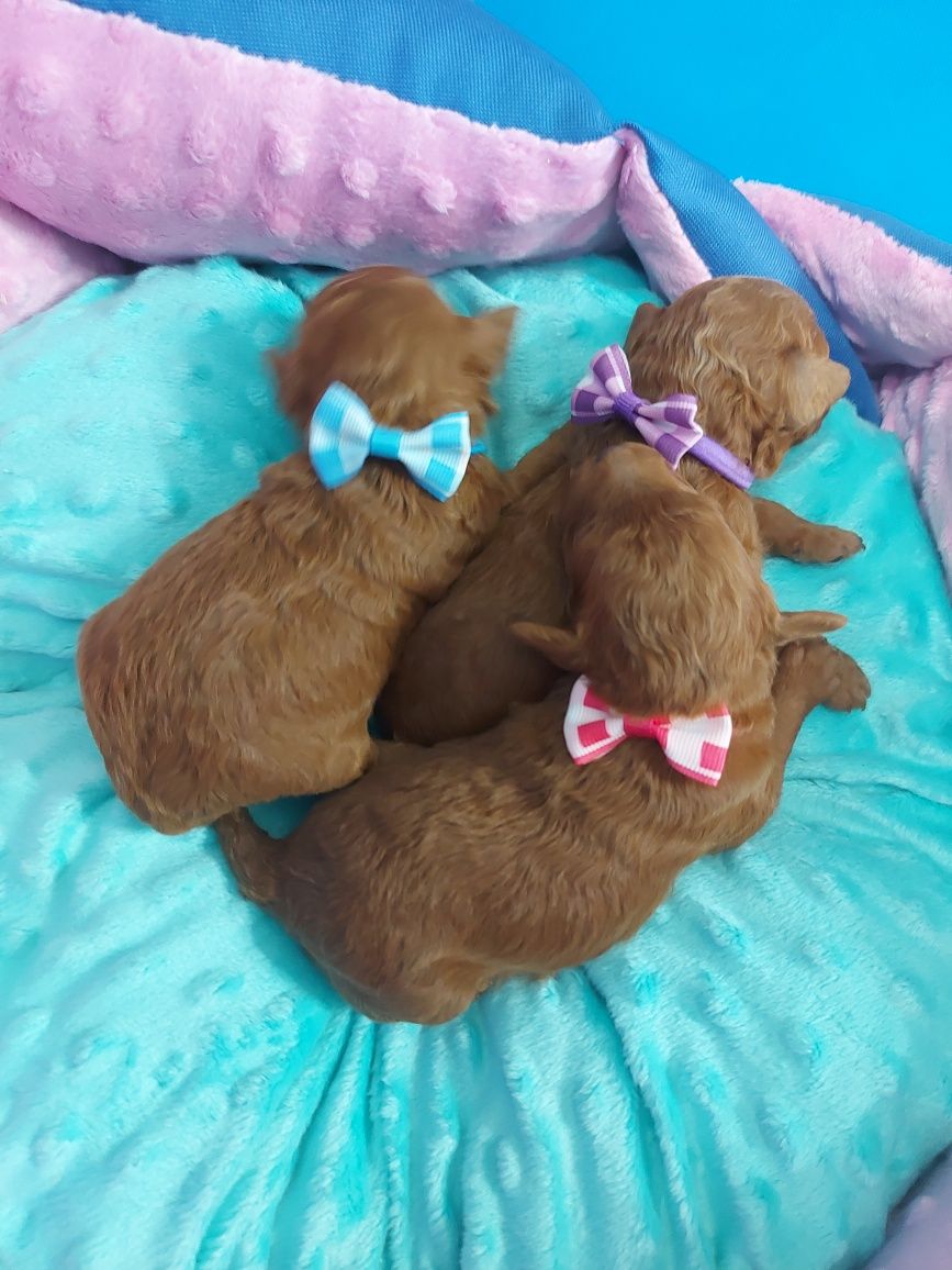 Pudel miniaturowy z badaniami genetycznymi