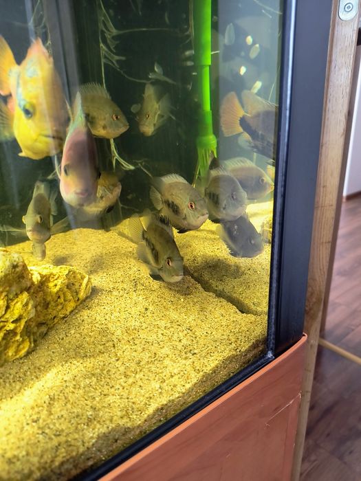 Pielengnice uaru kròlewskie