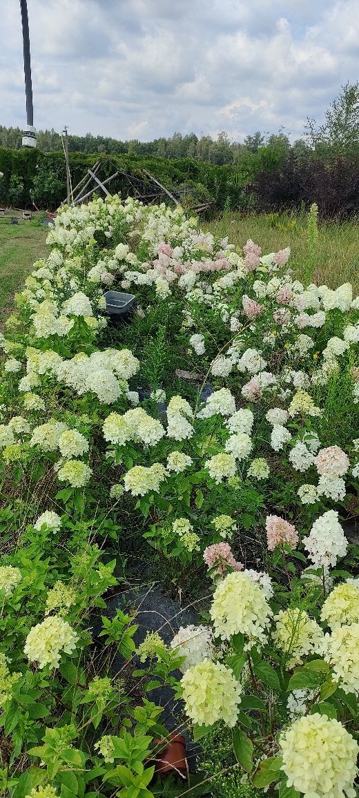 Hortensja Vanilla frise Limę light polarbear