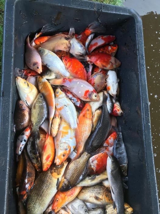 Ryby do oczka wodnego Jesiotr Albinos Karaś koi Amur Tołpyga Lin Karp