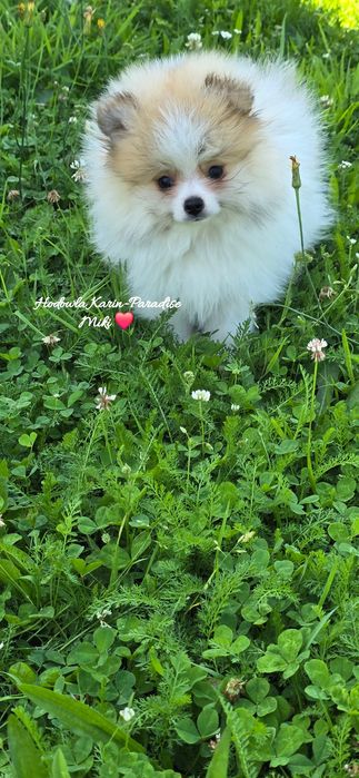 Szpic miniaturowy pomeranian piesek