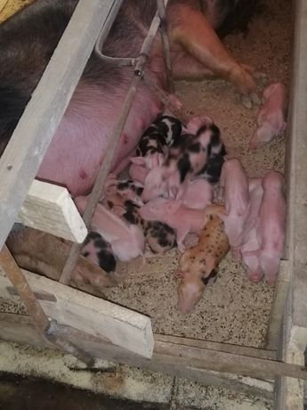 Єко Ферма під замовлення реалізує тушки домашніх молодих свинок.