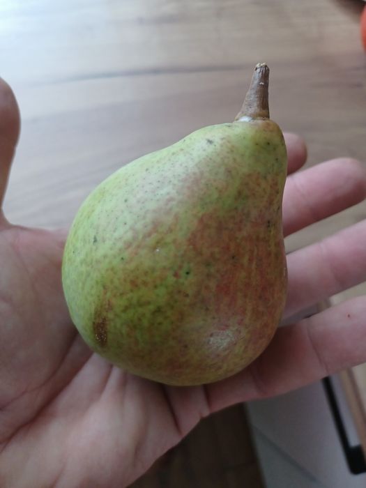 Drzewka owocowe w donicy