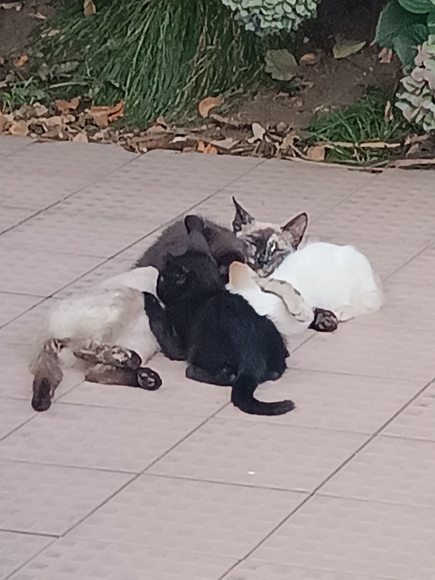 Para uma adoção responsável : gatinhos