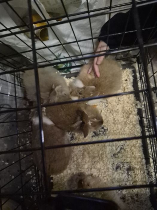 Króliczki miniaturki