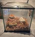 Terrarium dla ptasznika