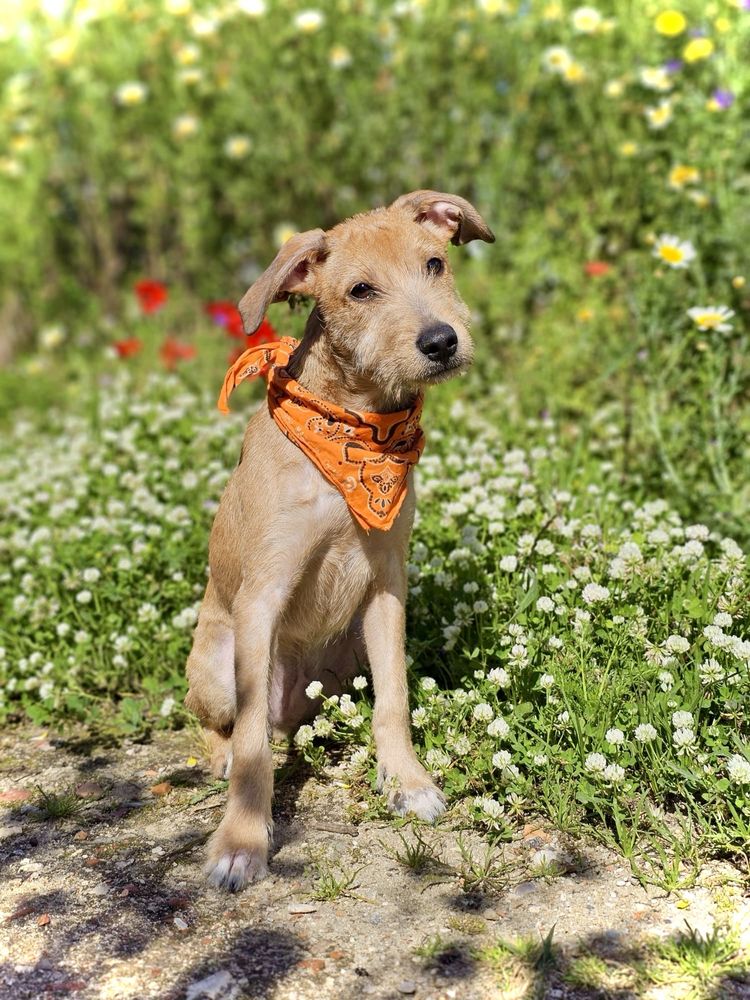 Cão bebé pequeno (7 kg) para adoção responsável