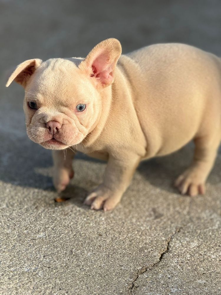 Bulldog  frances  platino