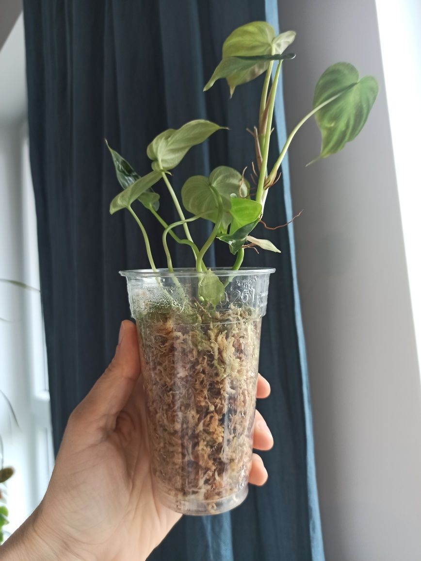 Rezerwacja Philodendron Verrucosum