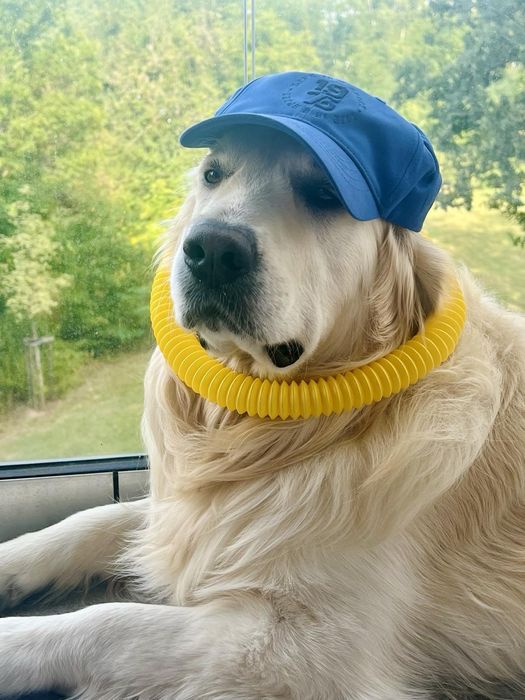 Золотистий ретрівер