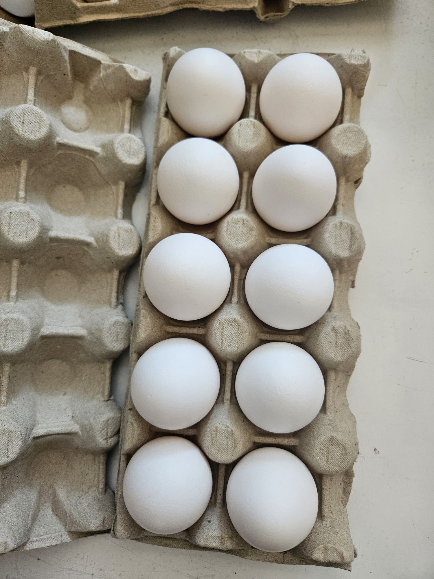 Jajka lęgowe leghorn 10sztuk wysyłka