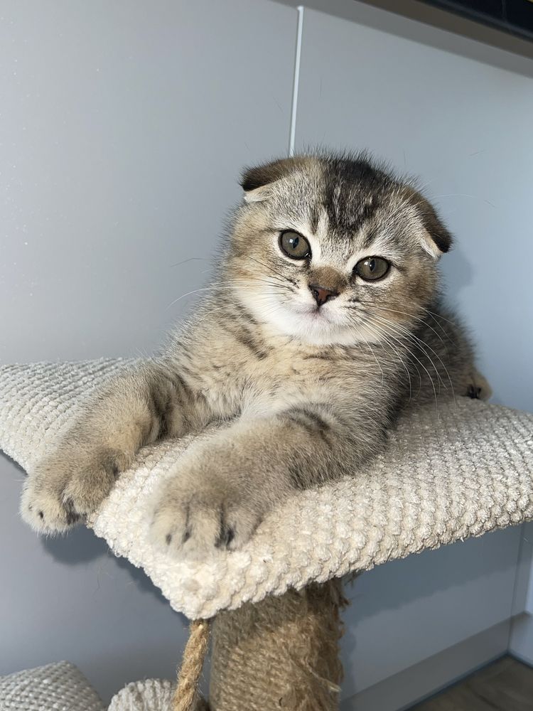 Скотіш фолд рідкісний окрас Торг