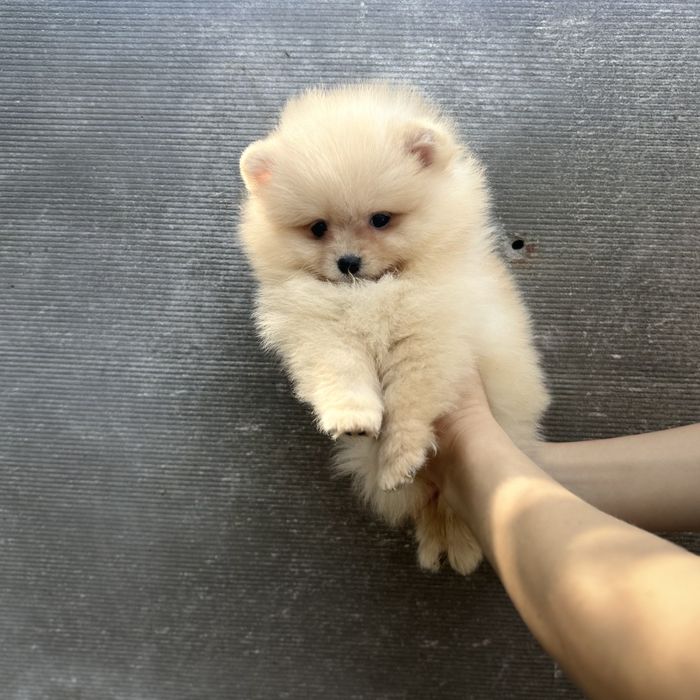 Хлопчик шоу класу тип ведмедика