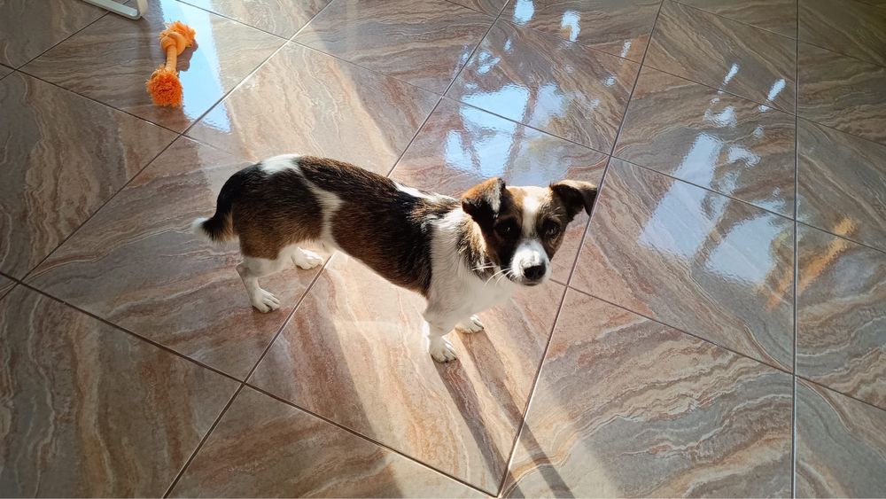 Pocoyo - 1.5 anos, porte pequeno (7kg)
