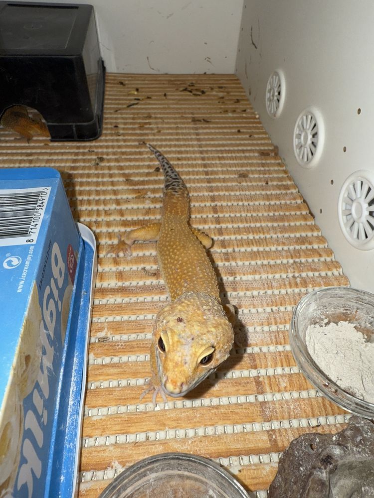 Gekon lamparci Hypo Tangerine samiec 2 lata