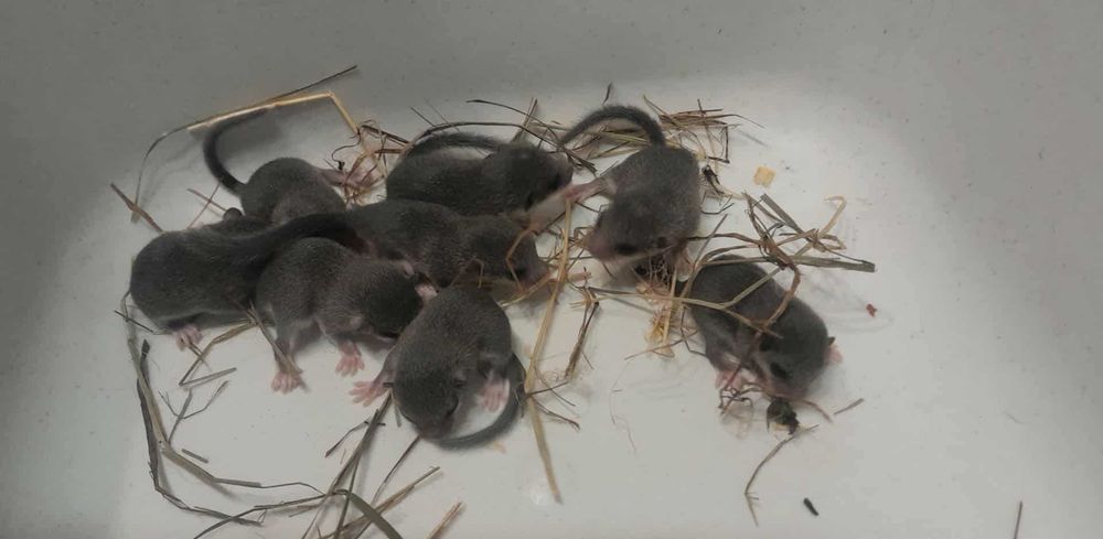 Popielice Afrykańskie